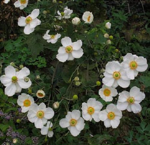 anemoneと女性 Anemone x hybrida 'Pretty Lady Julia' PP23131 | Anemone