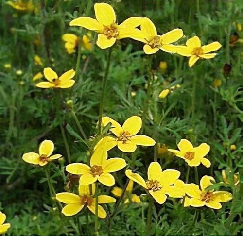 Bidens aurea - Shoot