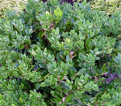 caraway seed plant Caraway Herb Seeds, 100 Heirloom Seeds Per Packet, Non GMO Seeds