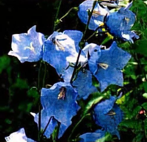 plant_campanula_persicifolia__