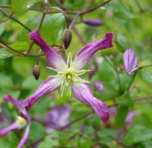 Clematis x triternata 'Rubromarginata' - Shoot