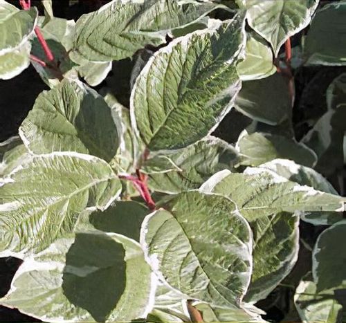 Cornus alba 'Sibirica Variegata' - Shoot