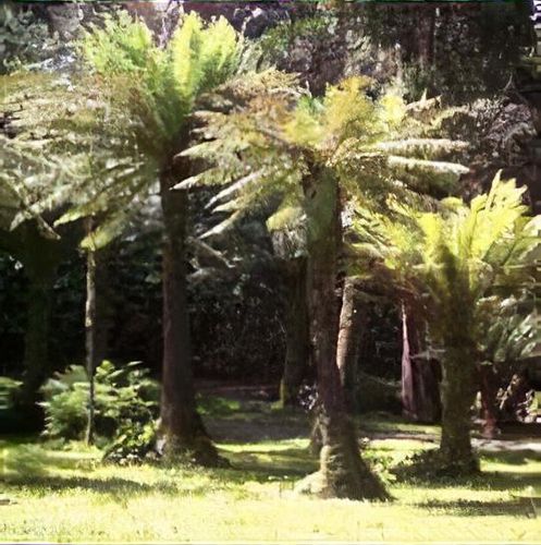 Dicksonia antarctica - Shoot