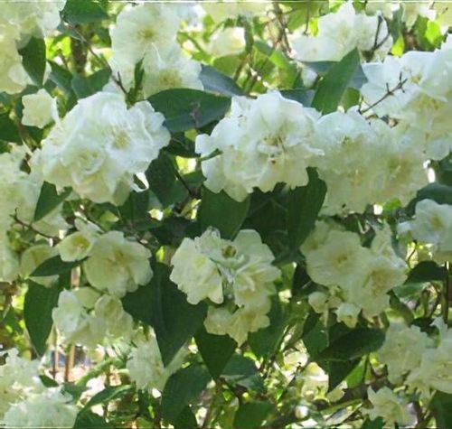rhododendrons evergreen PJM Elite Rhododendron for Sale main image 0