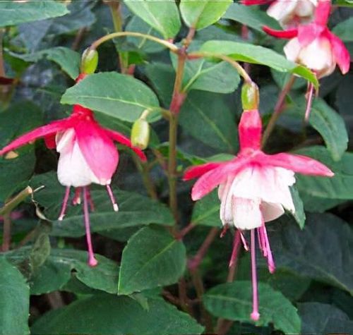 plant_fuchsia___snowcap___1_69.jpg
