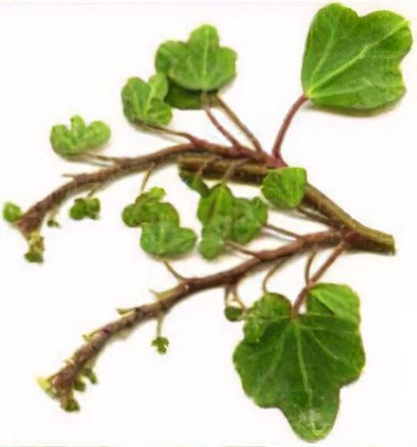 Hedera helix 'Duckfoot' - Shoot