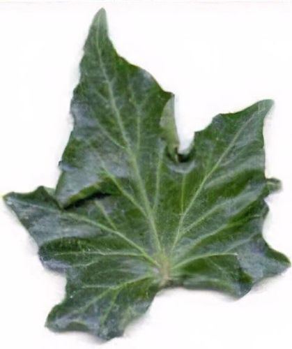 Hedera helix 'Ivalace' - Shoot