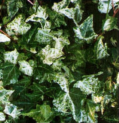 Hedera helix 'Minor Marmorata' - Shoot