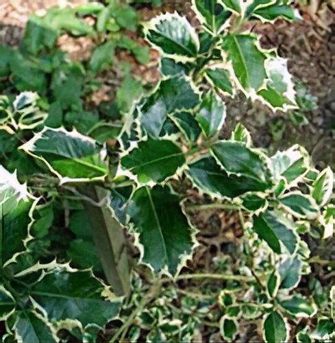 split leaf philodendron monstera Monstera Plant, Split Leaf Philodendron For Sale & Care Tips