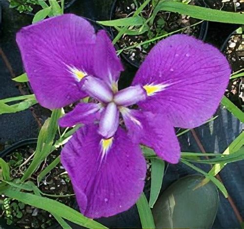 plant_iris_ensata___katy_mende