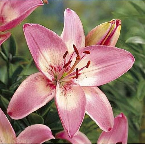 Lilium 'Vermeer' - Shoot