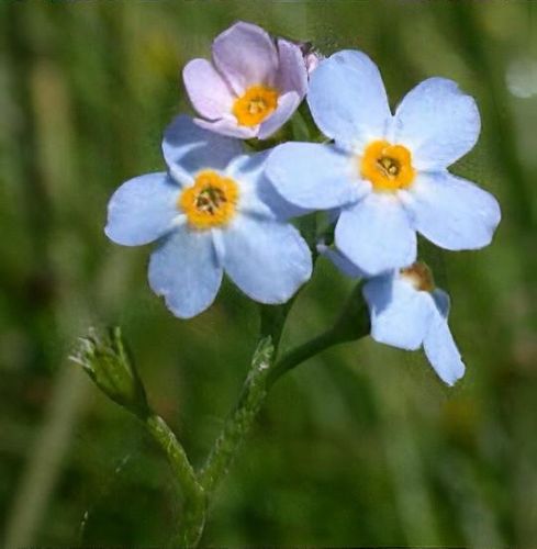Myosotis scorpioides - Shoot