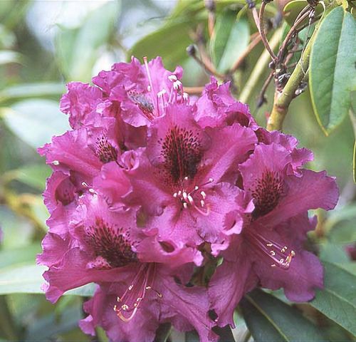 Rhododendron 'Purple Splendour' - Shoot