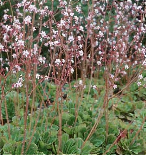 Saxifraga umbrosa - Shoot