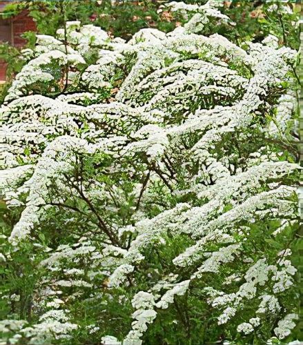 Spiraea x cinerea 'Grefsheim' - Shoot