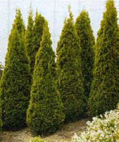 thuja mit hornspäne düngen Thuja Dünger flüssig 500ml Konzentrat main image 0