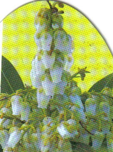 calathea network musaica Calathea Musaica 4"  SF Plants