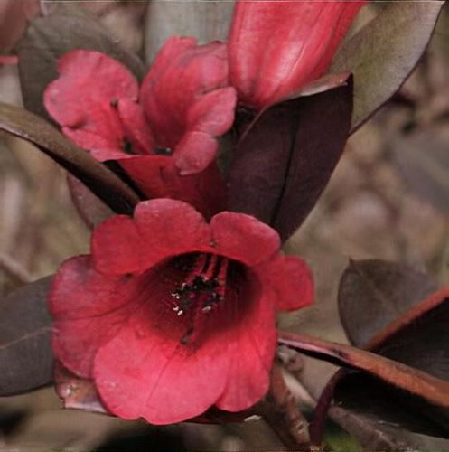 Rhododendron 'Everred' - Shoot