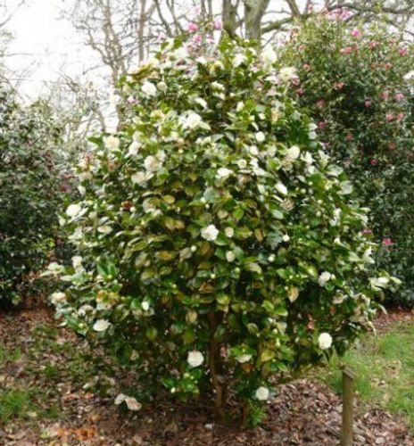 Camellia japonica 'Moshe Dayan' - Shoot