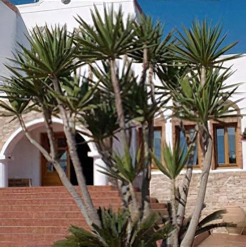 Yucca elephantipes - Shoot