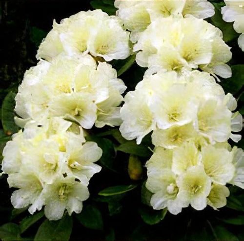 Rhododendron 'Lemon Dream' - Shoot