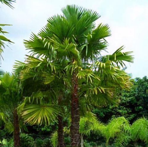 limettenbaum düngen Purgrün Bio-Zitronenbaum-Dünger 1 Liter main image 0