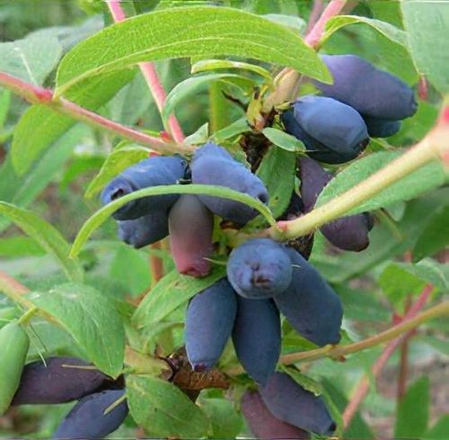 Lonicera caerulea var. kamtschatica - Shoot