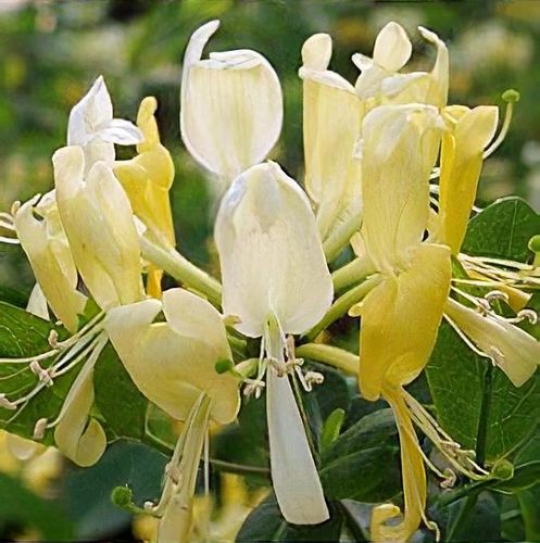 Lonicera periclymenum 'Scentsation' - Shoot