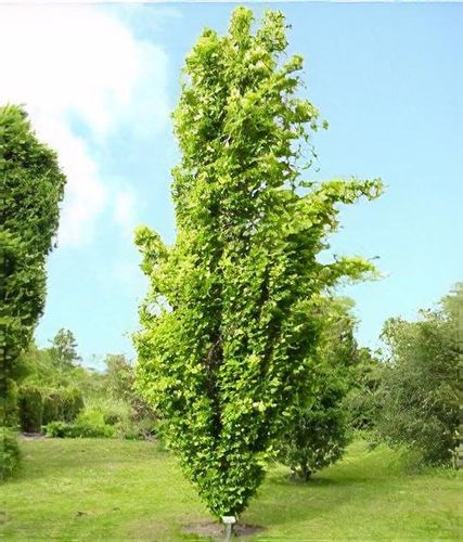hedera helix variegated ivy Marengo English Ivy main image 1