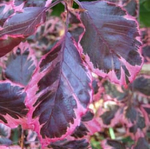 Fagus sylvatica 'Purpurea Tricolor' - Shoot