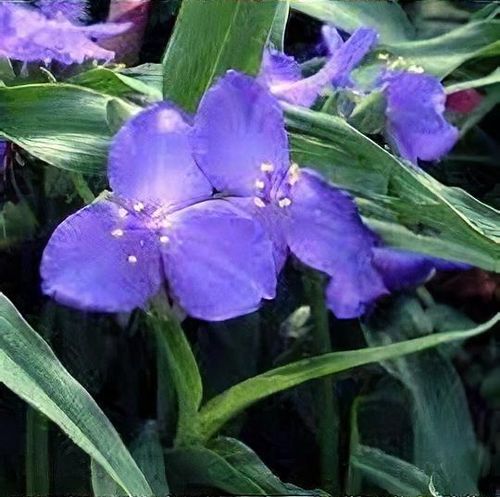 Tradescantia Andersoniana Group 'Zwanenburg Blue' - Shoot