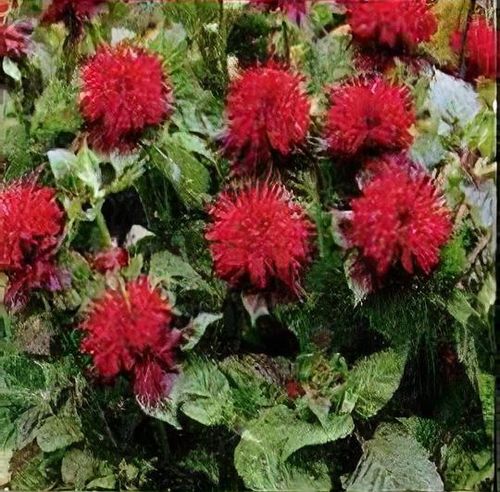 Monarda 'Fireball' - Shoot