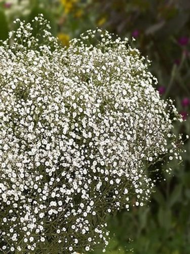 Smile☆ gypsohila☆fairy tops Tops – gypsophila