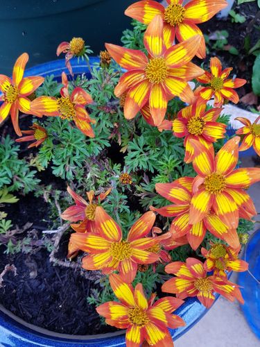 Bidens 'Hawaiian Flare Orange Drop' - Shoot