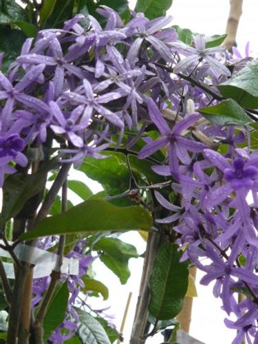 arrowroots plant Arrowroot | Live Plant