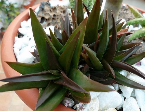 aloe vera für trockene kopfhaut Bio Aloe Vera Gel 2in1 – Feuchtigkeit für Haut & Haar main image 1