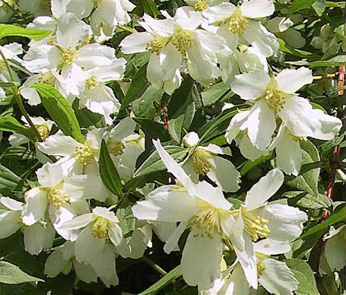 plant_18506_shoot_201606301358
