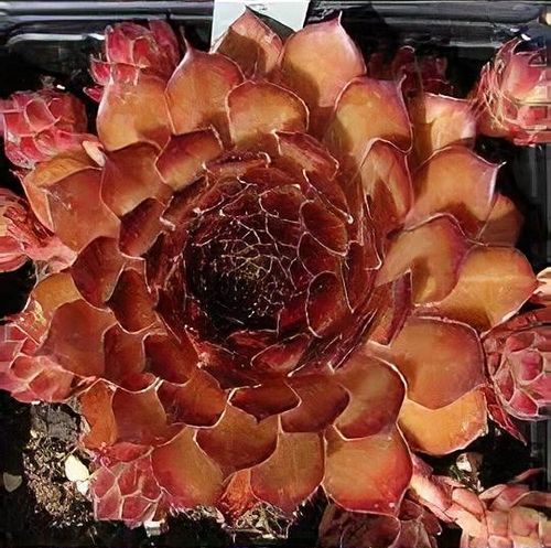 Sempervivum 'Aldo Moro' - Shoot