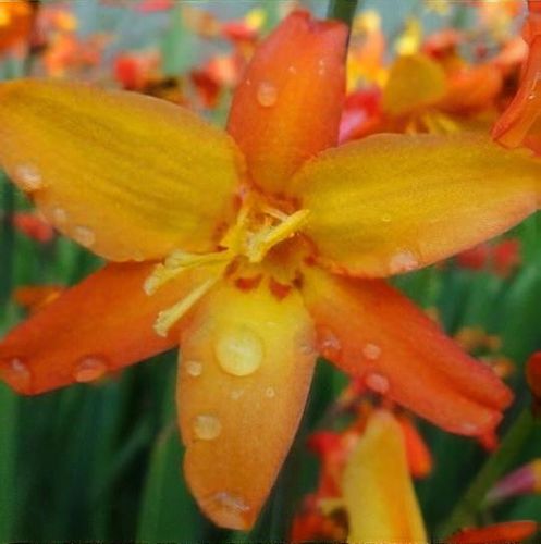 plant_21594_shoot_201605240015