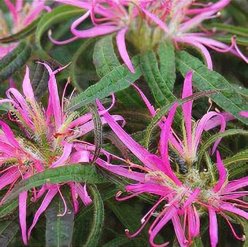 Rhododendron stenopetalum 'Linearifolium' - Shoot