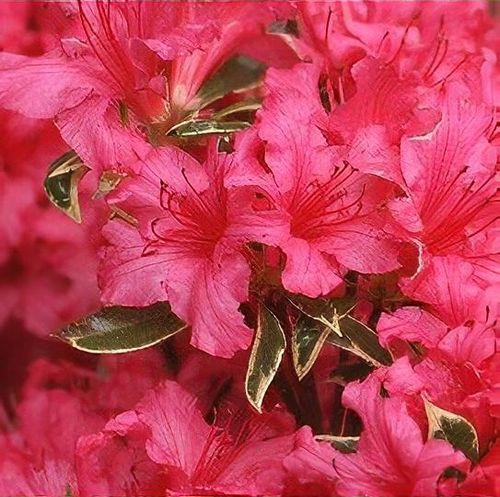 Rhododendron 'Silver Sword' - Shoot
