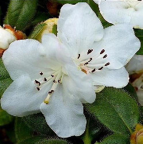 Rhododendron 'Snow Lady' - Shoot