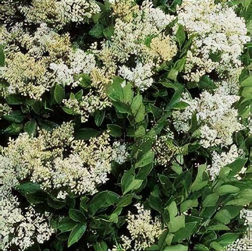 Ligustrum japonicum 'Texanum' - Shoot