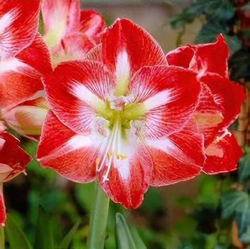 Hippeastrum 'Minerva' - Shoot