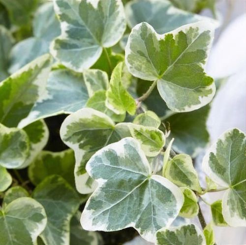 Hedera helix 'White Wonder' - Shoot