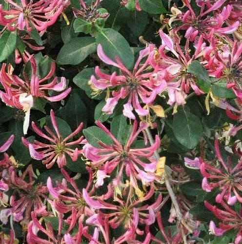 monarda plant Bee Balm Plant Sets