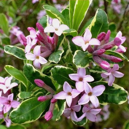 plant_25257_shoot_201803302150