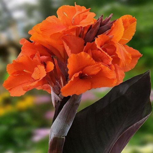 plant_25343_shoot_201804112209