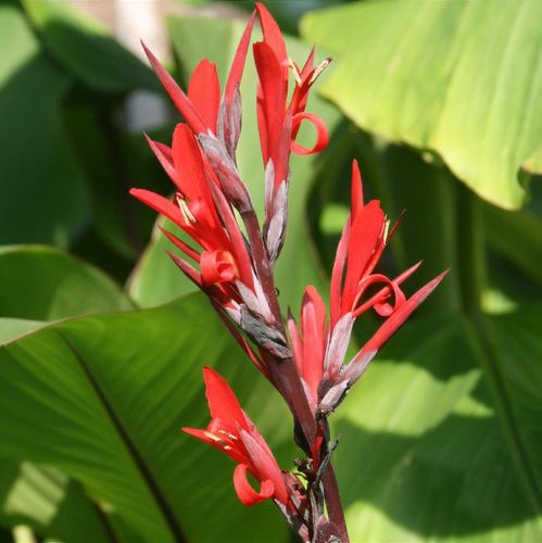 Canna warscewiczii - Shoot