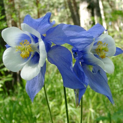 Aquilegia glandulosa - Shoot